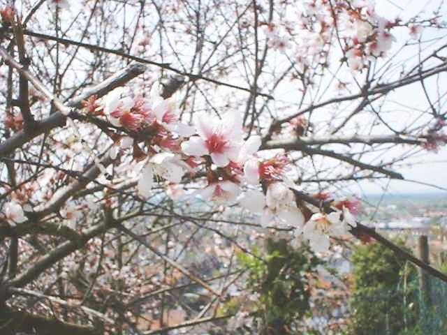 Frhling an der Bergstrasse