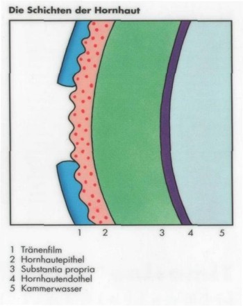 Die Schichten der Hornhaut